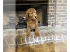 Poodle (Standard) DOG FOR ADOPTION ADN-768471 - Red standard poodle