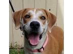 Adopt Bailey Sage a Hound, Mixed Breed