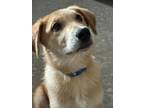 Adopt Cheeto a Labrador Retriever, Airedale Terrier