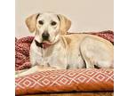 Adopt Bella a Yellow Labrador Retriever