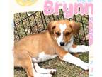 Adopt Brynn a Yellow Labrador Retriever, Australian Shepherd