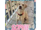 Adopt Sophie a Yellow Labrador Retriever