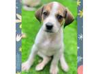 Adopt Sandi a Yellow Labrador Retriever