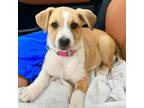 Adopt Blossom a Yellow Labrador Retriever, Australian Shepherd