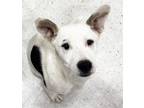 Adopt Faith a Labrador Retriever, Terrier