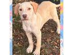 Adopt Nala a Labrador Retriever, Boxer