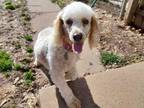 Adopt Tessa a Poodle