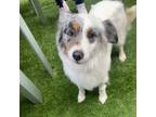 Adopt Bailey a Australian Shepherd