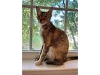 Adopt Isabelle a Domestic Short Hair