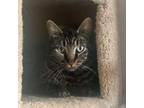 Adopt Grey tabby a American Shorthair