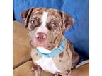 Adopt Princess Jiggles a Pit Bull Terrier