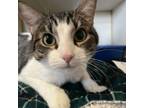 Adopt Miso a Domestic Short Hair