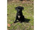 Adopt Basil a Labrador Retriever, Hound