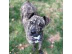 Adopt Stellar Stella a Plott Hound