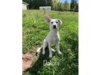 Adopt Dakota - Como litter of 9 a Husky, Australian Shepherd