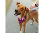 Adopt Addie a Hound, American Foxhound