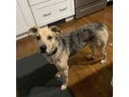 Adopt Ember a Catahoula Leopard Dog