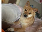 Adopt Kenzie a Shiba Inu