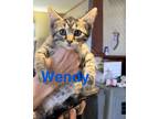 Adopt Wendy (Blue Collar) M. a Domestic Short Hair