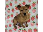 Adopt Strawberry a Beagle, Labrador Retriever
