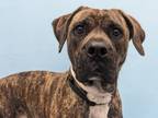 Adopt Macy a Boxer, Mixed Breed