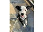 Adopt Dolly a American Staffordshire Terrier