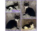 Adopt Thunder a American Bobtail