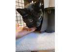 Adopt Lucky Charms a Domestic Short Hair