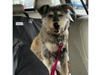 Adopt Sushi a Airedale Terrier, Mixed Breed