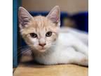 Adopt Galatea a Dilute Calico