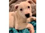Adopt Liberty a Pit Bull Terrier