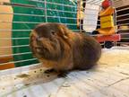 Adopt Courtesy Post: Isa and Cui a Guinea Pig