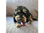 Adopt BonBon a Yorkshire Terrier, Dachshund
