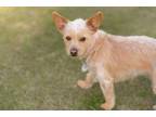 Adopt Missy a Yorkshire Terrier, Terrier