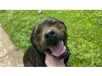 Adopt Sunny a Catahoula Leopard Dog, Labrador Retriever