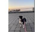 Adopt Tilly a Beagle, Portuguese Podengo