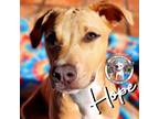 Adopt Hope Stepczyk a Labrador Retriever, Pit Bull Terrier