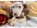 Adopt Janet Waller a Pit Bull Terrier, Boxer