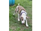 Adopt Marnie Waller a Pit Bull Terrier, Labrador Retriever