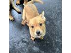 Adopt Macy Litter_3 (Penny) a Corgi, Cattle Dog