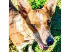 Adopt Millie a Cardigan Welsh Corgi, Cattle Dog