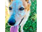 Adopt Macy a Cardigan Welsh Corgi, Cattle Dog