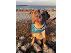 Adopt Liberty a Pit Bull Terrier