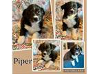 Adopt Piper a Australian Shepherd