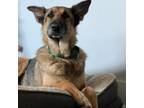 Adopt Rebecca a German Shepherd Dog