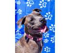 Adopt Kimber a Terrier, Mixed Breed