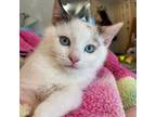 Adopt Elsa a Siamese, Domestic Short Hair