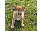 Shiba Inu Puppy for sale in Seneca Falls, NY, USA