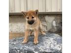 Shiba Inu Puppy for sale in Seneca Falls, NY, USA