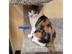 Adopt Maggie a Domestic Short Hair